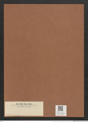 Clavicula sp. (de-Toni-Nr.: Genus 75, Species 2800 ?) Zeichnungen Sammlung Grunow Mappe 02978 (Herbarium_W_Grunow_drawings_Folder_02978)
